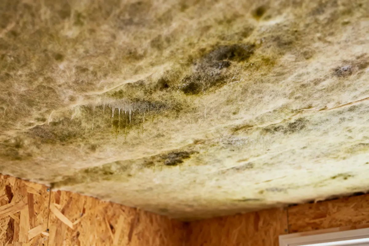 Plafond avec isolation garnie de moisissures vertes et traces d'humidité, murs en bois aggloméré.