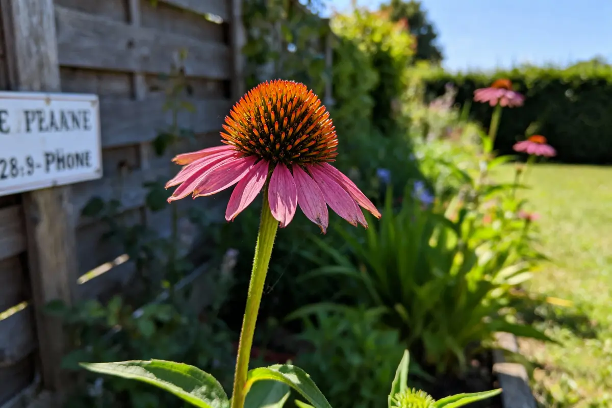pexels-michal-pech-213601-757318 (1) Échinacée rose en gros plan dans un jardin, avec fond flou, ciel bleu et panneau en bois.