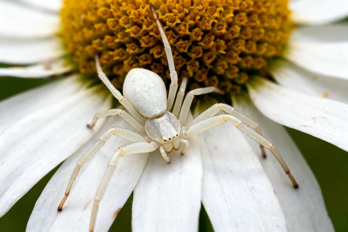 Araignée blanche sur une fleur de marguerite, visible sur un pétale. Fond flou, couleurs naturelles.