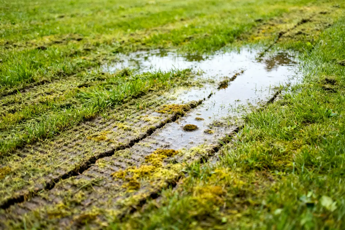 Gazon anglais inconvénients illustrés par flaques d'eau sur pelouse boueuse et endommagée