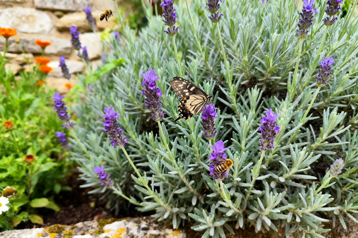 Vulcan Nepata : guide complet pour planter et entretenir